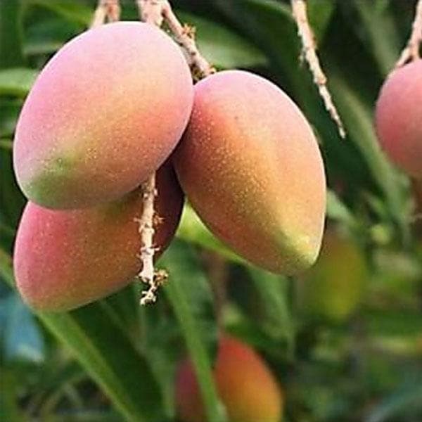 Mango Tree (Amrapali, Grafted) - Plant