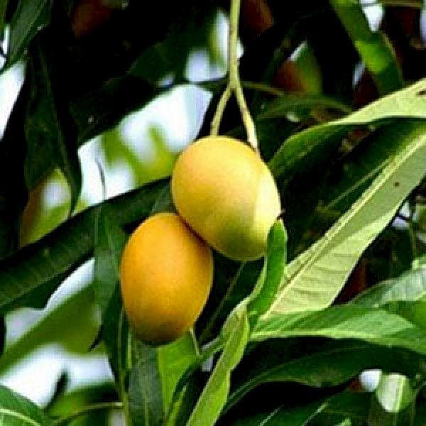 Mango Tree (Dudh Pedo, Grafted) - Plant
