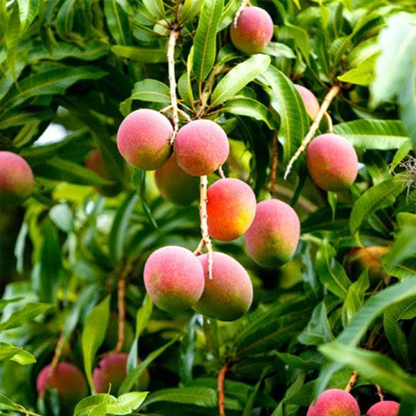 Mango Tree (Pairi, Grafted) - Plant