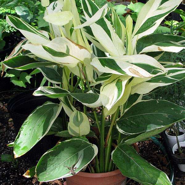 Variegated Arrow Root, Maranta arundinacea - Bulbs (set of 5)