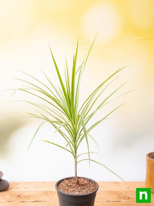 Marginata (Dracaena marginata) - Plant - Image 2