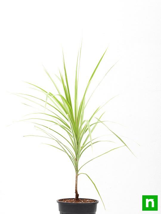 Marginata (Dracaena marginata) - Plant - Image 3