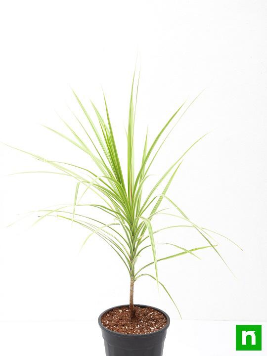 Marginata (Dracaena marginata) - Plant - Image 4