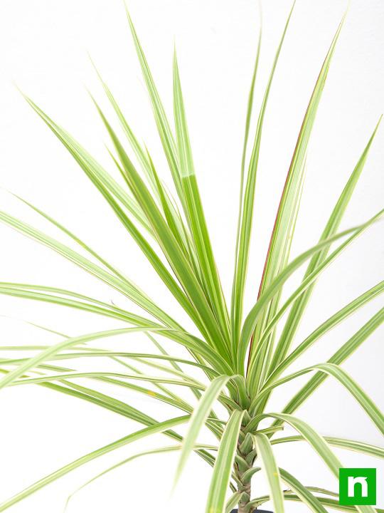 Marginata (Dracaena marginata) - Plant - Image 5