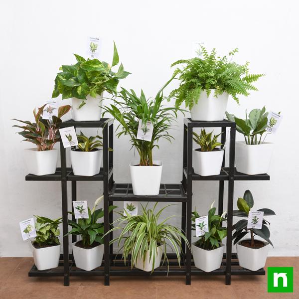 Marvelous indoor plants on solid metal stand for indirect light - Image 2