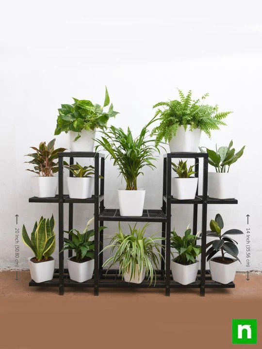 Marvelous indoor plants on solid metal stand for indirect light - Image 3