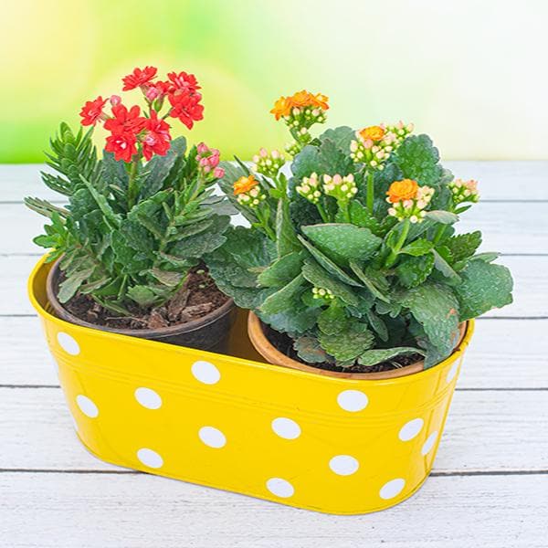 Marvelous Kalanchoe Plants For Window Boxes