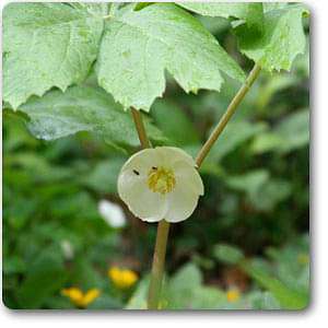 Mayapple, Ban kakri, Podophyllum Peltatum - Plant