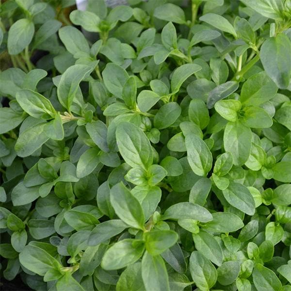 Mentha Pulegium, Pennyroyal - Plant