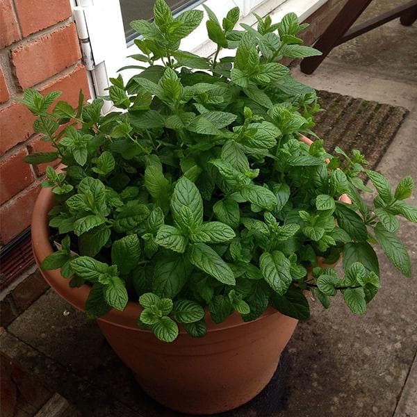 Mentha Pulegium, Pennyroyal - Plant - Image 2