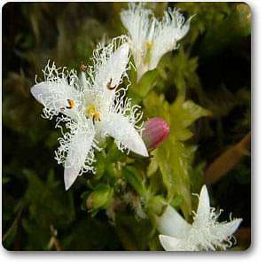 Menyanthes trifoliata - Plant