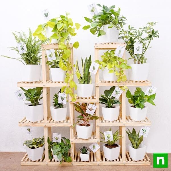 Mesmerising indoor plants with wooden stand for indirect bright light space - Image 2