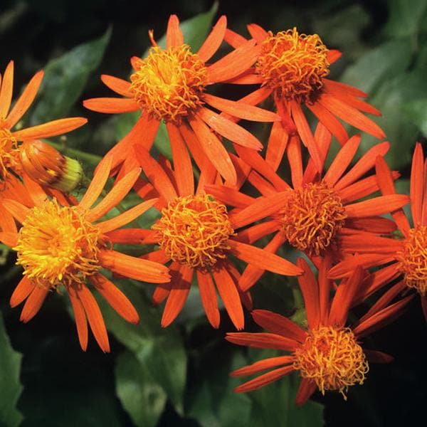 Mexican Flame Vine - Plant