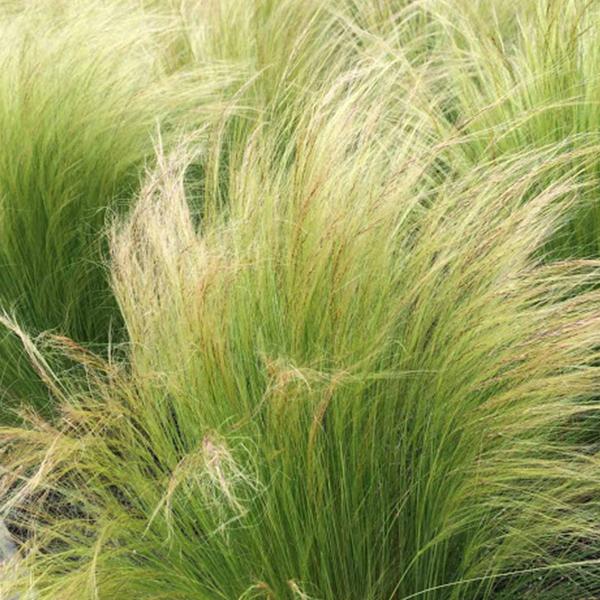 Nassella tenuissima, Mexican Feather Grass - 0.5 kg Seeds - Image 2