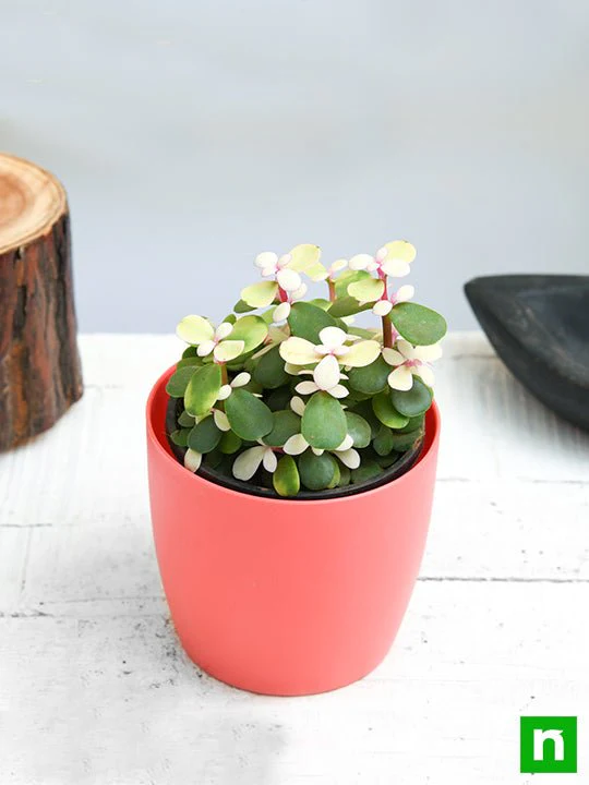 Midstripe Rainbow Bush, Portulacaria afra medio-picta - Succulent Plant - Image 2