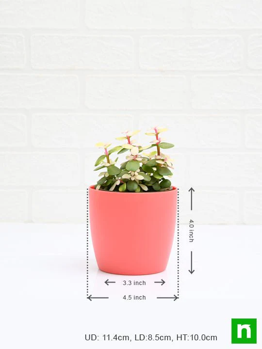 Midstripe Rainbow Bush, Portulacaria afra medio-picta - Succulent Plant - Image 3