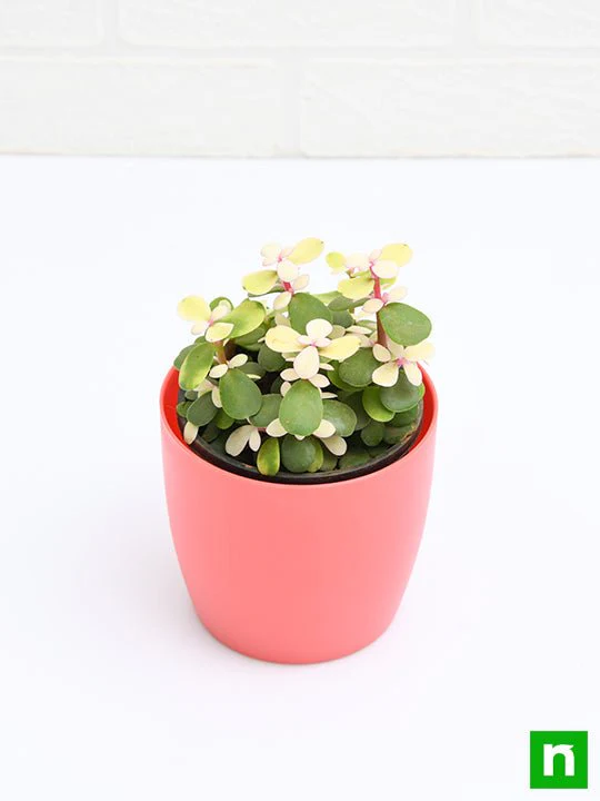 Midstripe Rainbow Bush, Portulacaria afra medio-picta - Succulent Plant - Image 4