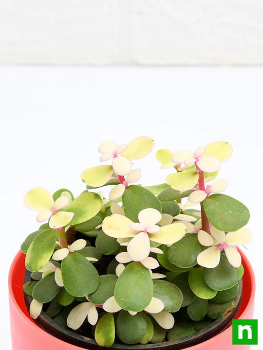 Midstripe Rainbow Bush, Portulacaria afra medio-picta - Succulent Plant - Image 5