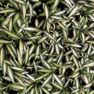 Milky Way Ribbon Grass, Chlorophytum Charlotte - Plant