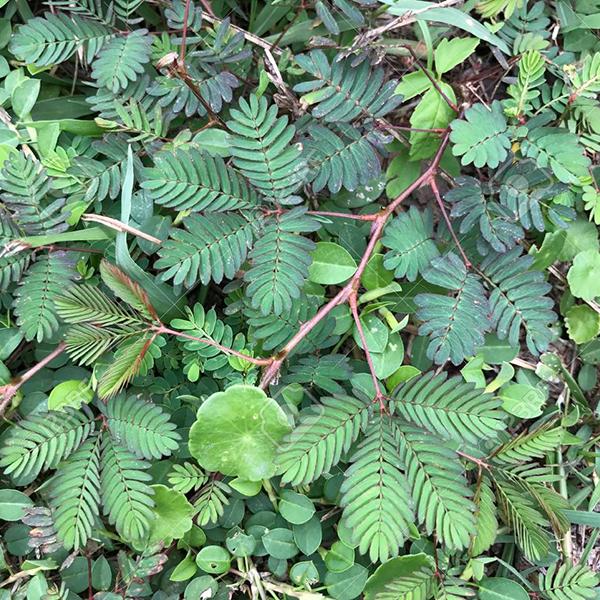 Mimosa Pudica, Touch me not - 0.5 kg Seeds - Image 2