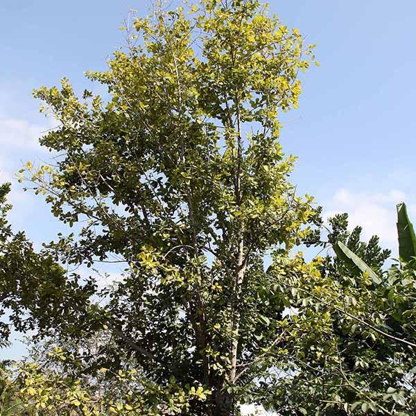Mimusops Hexandra, Khirni - 0.5 kg Seeds - Image 2