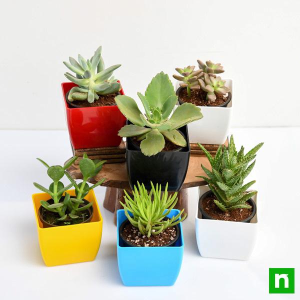 Mini Succulent Garden - Image 2