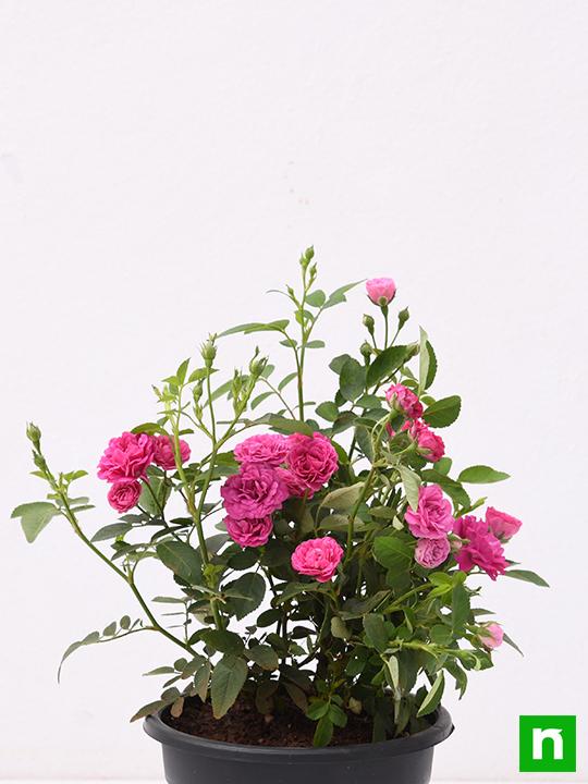 Miniature Rose, Button Rose (Any Color) - Plant - Image 4