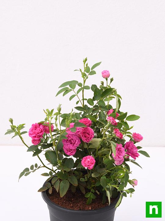 Miniature Rose, Button Rose (Any Color) - Plant - Image 5