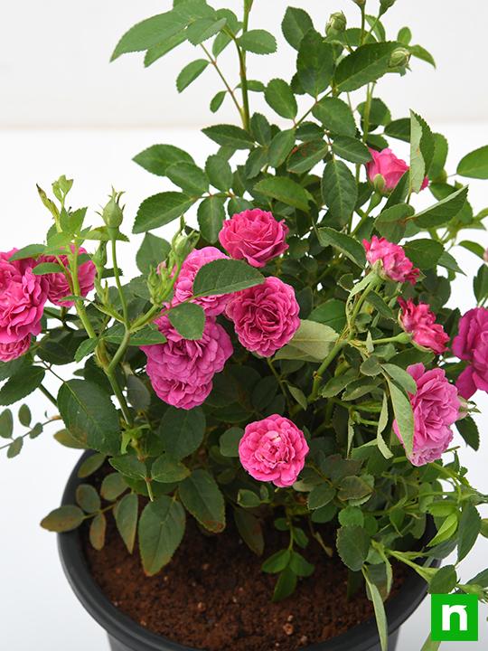 Miniature Rose, Button Rose (Any Color) - Plant - Image 6