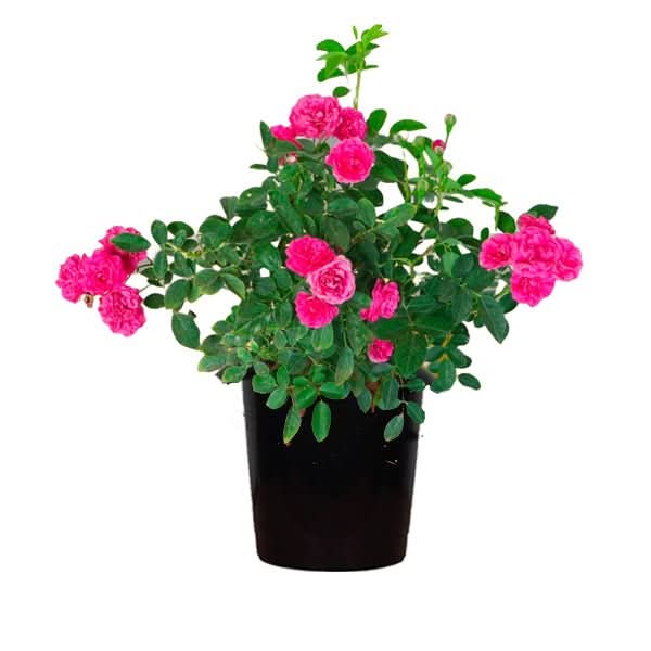 Miniature Rose, Button Rose (Pink) Plant in 6 inch Pot