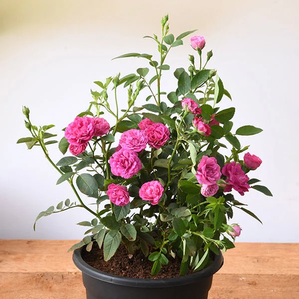 Miniature Rose, Button Rose (Pink) - Plant - Image 2