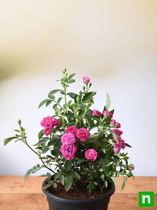 Miniature Rose, Button Rose (Pink) - Plant - Image 3
