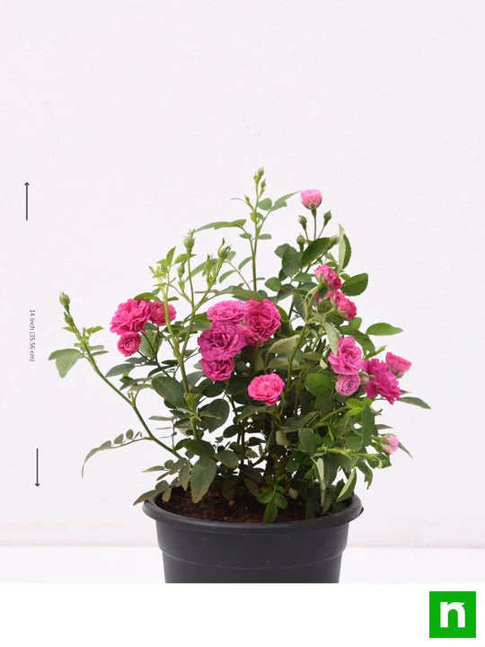 Miniature Rose, Button Rose (Pink) - Plant - Image 4