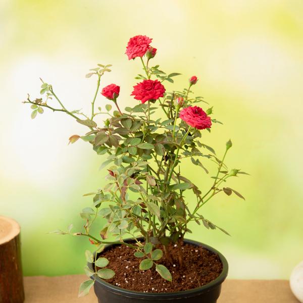 Miniature Rose, Button Rose (Red) - Plant - Image 2