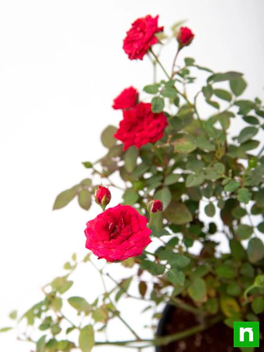 Miniature Rose, Button Rose (Red) - Plant - Image 6