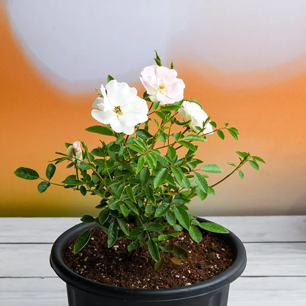 Miniature Rose, Button Rose (White) - Plant - Image 2