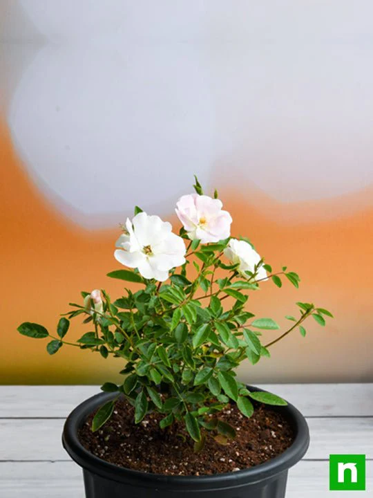 Miniature Rose, Button Rose (White) - Plant - Image 3