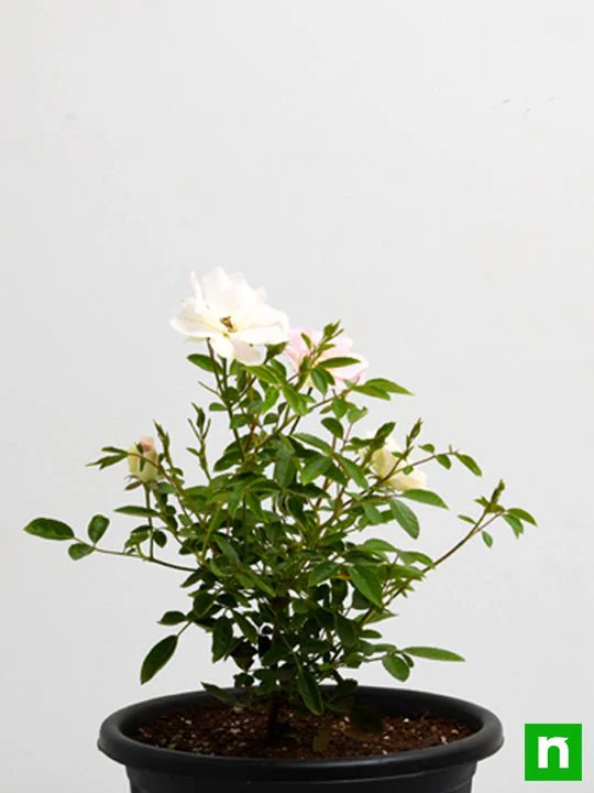 Miniature Rose, Button Rose (White) - Plant - Image 4