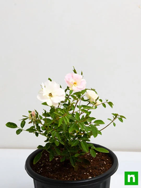 Miniature Rose, Button Rose (White) - Plant - Image 5