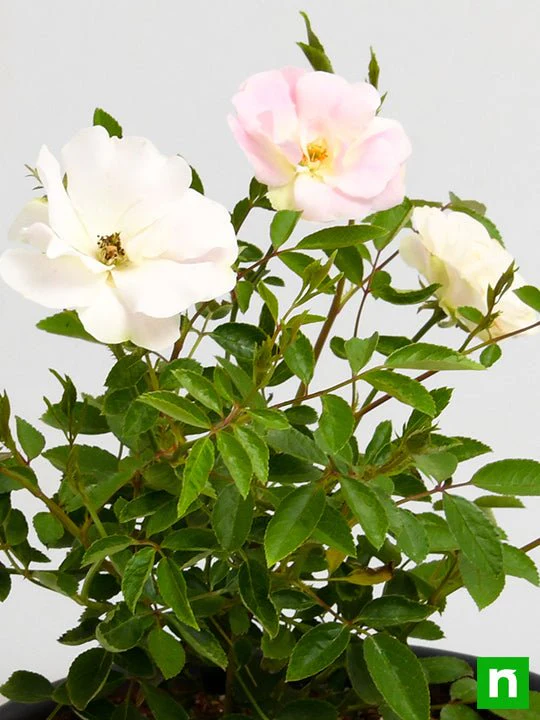 Miniature Rose, Button Rose (White) - Plant - Image 6