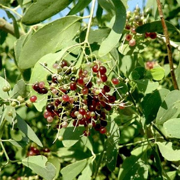 Miswak tree, Salvadora Persica - Plant