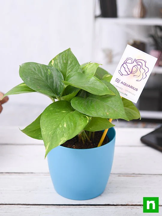 Money Plant for Aquarius or Kumbh Rashi - Plant - Image 2