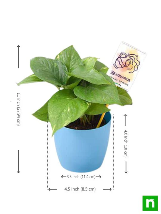 Money Plant for Aquarius or Kumbh Rashi - Plant - Image 3