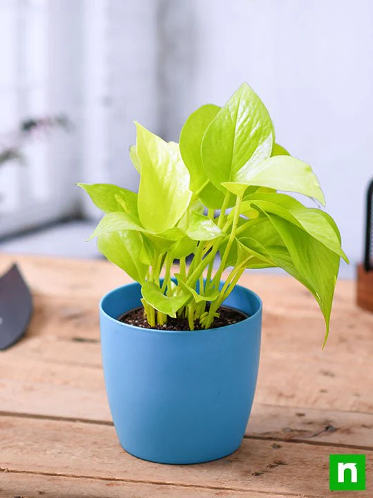 Money Plant Golden, Scindapsus Golden - Plant - Image 3