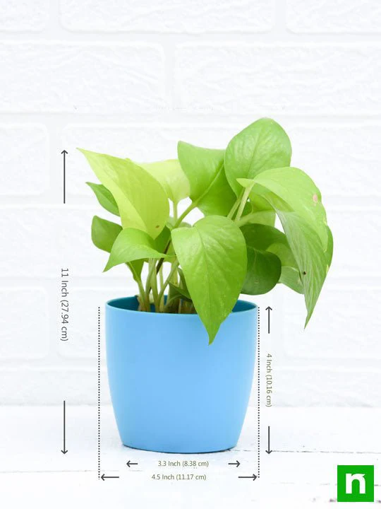 Money Plant Golden, Scindapsus Golden - Plant - Image 4