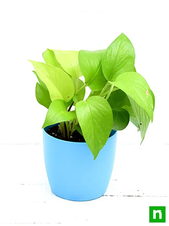 Money Plant Golden, Scindapsus Golden - Plant - Image 5