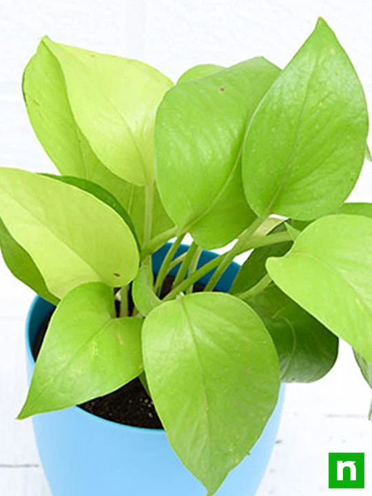 Money Plant Golden, Scindapsus Golden - Plant - Image 6