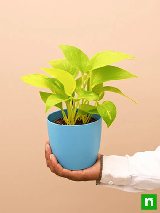 Money Plant Golden, Scindapsus Golden - Plant - Image 7