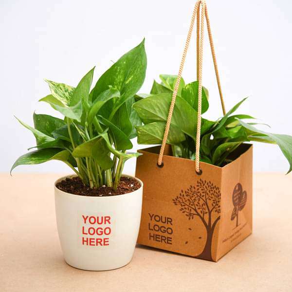 Money Plant (Green) - Corporate Gift (set of 30) - Image 2