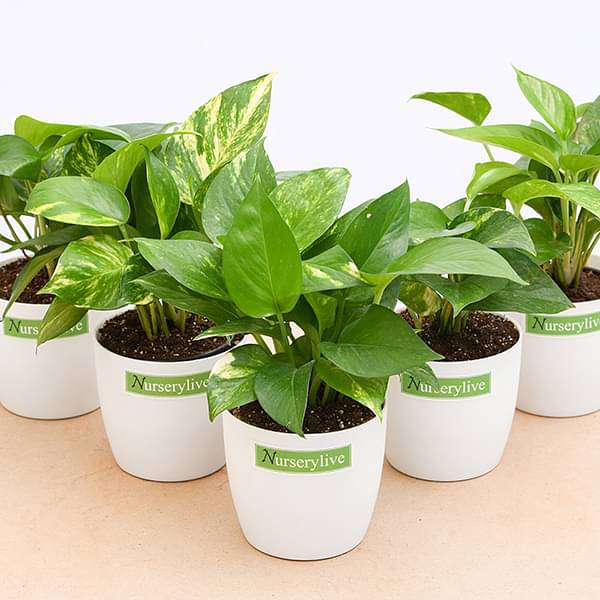 Money Plant (Green) - Corporate Gift (set of 30) - Image 3